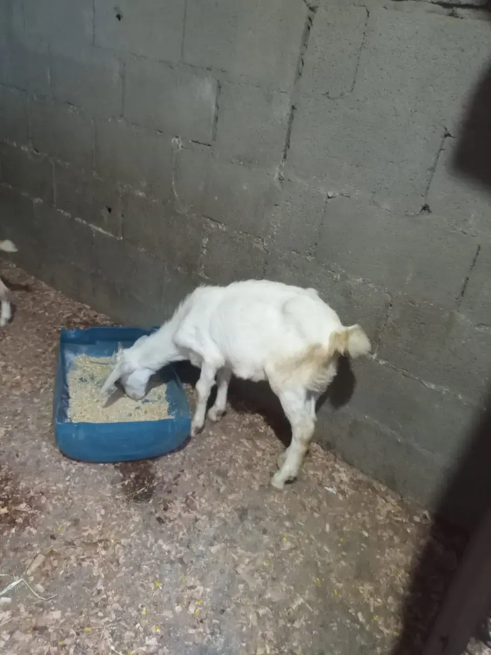 Fazendinha Estância Preguiça